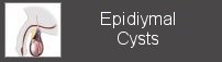 epididymal cysts