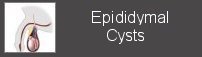 epididymal cysts