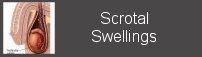 scrotal swellings
