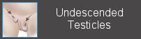 undescended testes testicles